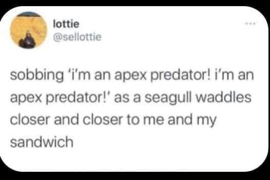 I'm an apex predator ...